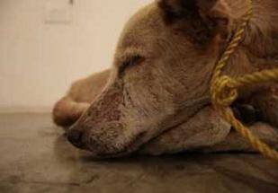 dog starved to death in the name of art