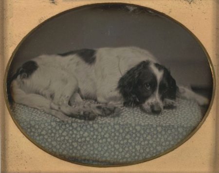 Dog owned by Sheldon Nichols -- 1852