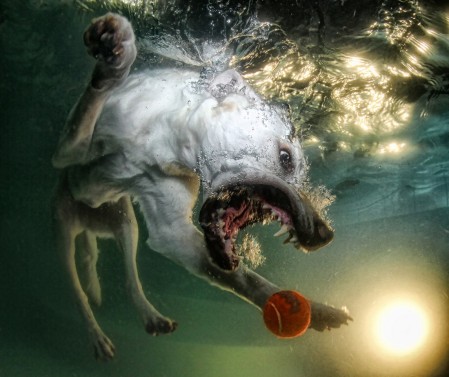 Seth Casteel--underwater_dog